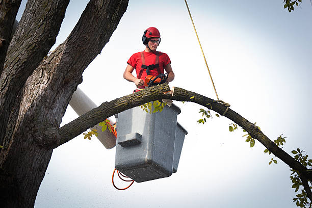 Trusted Ipswich, SD Tree Removal Experts